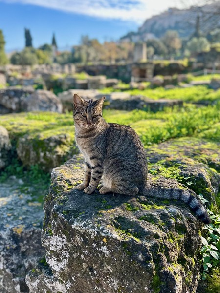 Cat inAncient Agora, Athens, Greece