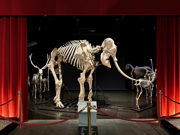 National History Museum, Bern, Switzerland
